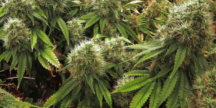 Legalization of marijuana for medical use