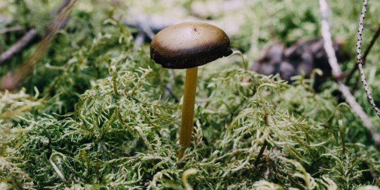 Ways magic mushrooms can help with mental health