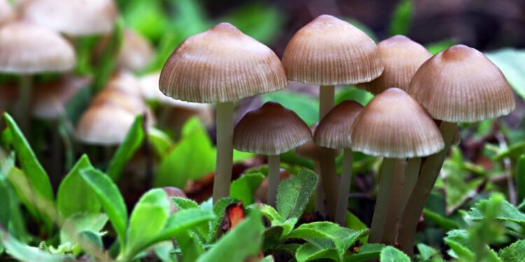 Magic mushrooms: The future of mental health care