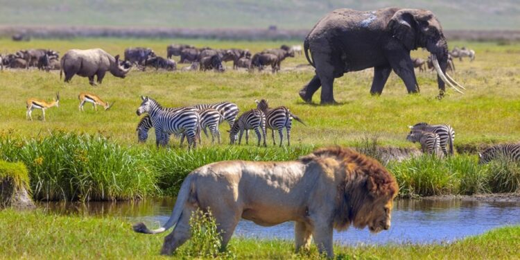 Top 10 best national parks in Kenya